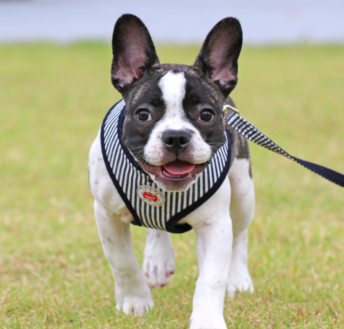 퍼피아 올치 반려동물 바비 하네스 A형, 네이비, 1개 11,010원