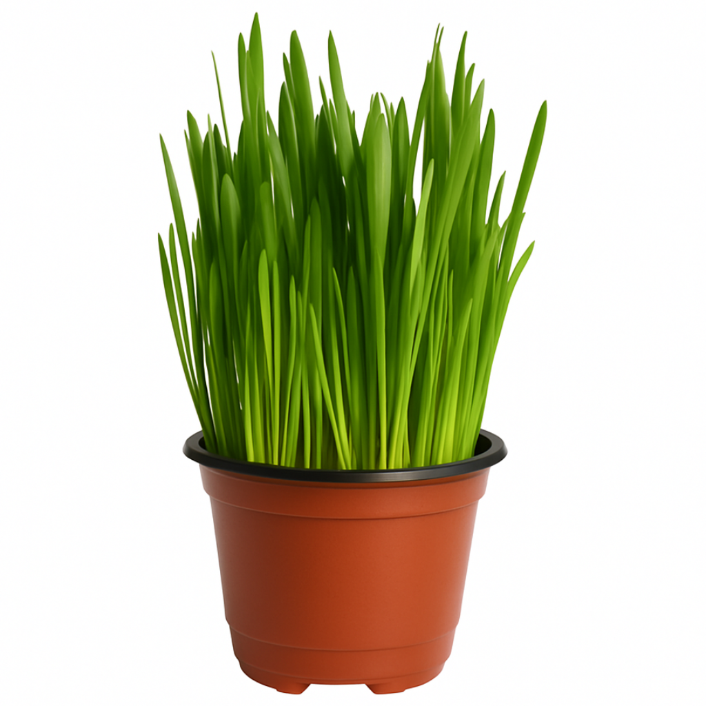 [미니정글] 바로먹는 캣그라스 귀리 새싹, 1개 1,900원