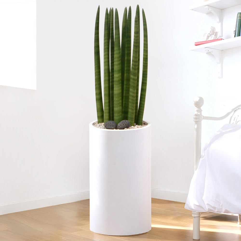 드셀플라워 금전수 돈나무 개업 화분 집들이 선물 승진 사무실 이전 병원 개원 식당 개업식 축하 화분 배달 당일배송 23.중형_스투키 흰색원형 경량화분 75,000원