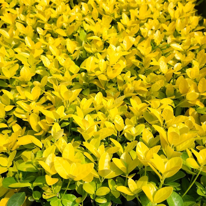 목하원예조경 황금사철나무 30cm전후 10주 생울타리 담장 사철나무 묘목 정원조경 상록수 노지월동, 1세트 35,000원