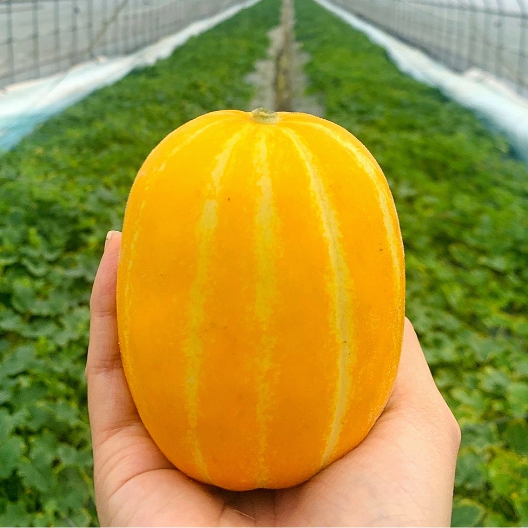 26년 첫수확 꿀 참외 가정용, 1박스, 참외 가정용 / 10kg / 로얄과 89,740원