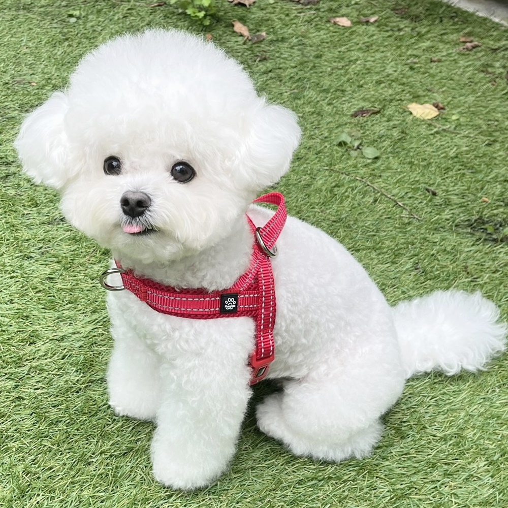 멍템 앞섬방지 강아지 하네스, 레드, 1개 19,900원