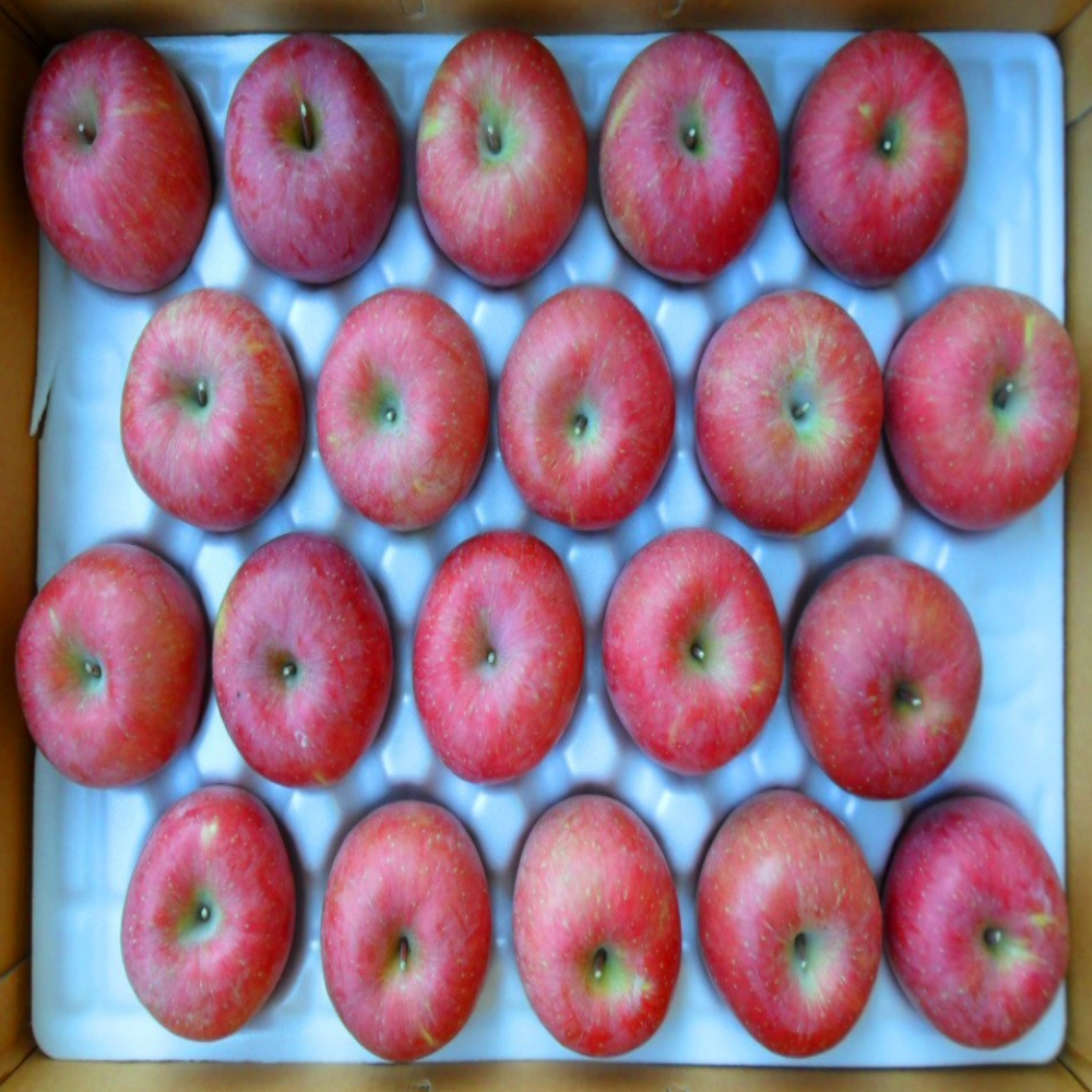 (오늘수확) 고당도 과즙팡팡 부사 사과 선물용, 1개, 대과 5kg (정품) 66,500원