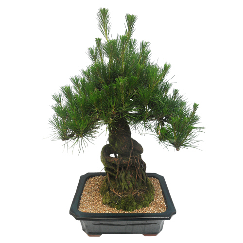 에코플라워 분재 (해송_분재) 전국당일배송 사진전송 승진 영전 인사이동 진급 취임 개업 집들이 꽃배달 j-0031 180,000원