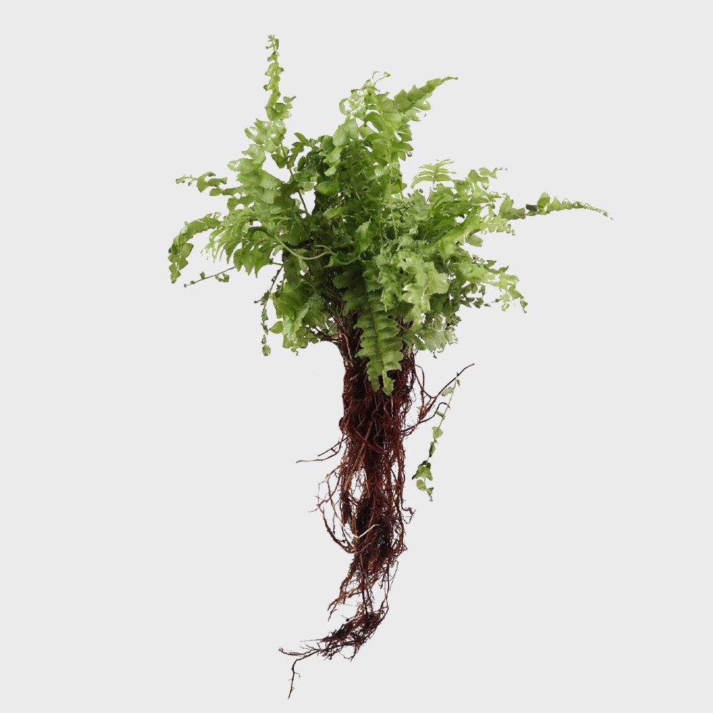 메이크정글 공기정화 수경재배 흙 세척 식물 모음 보스턴고사리 7,900원