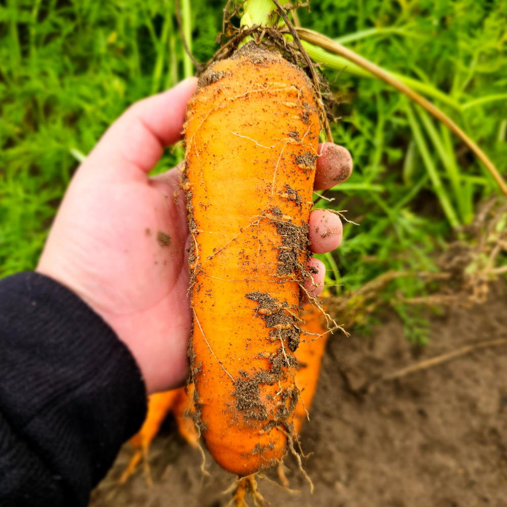 지금수확중 국내산 햇당근 흙당근 27,900원