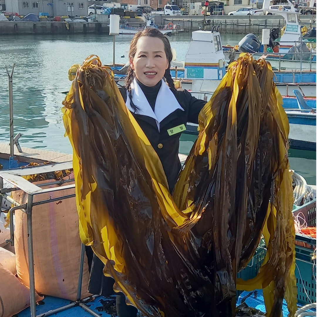 손으로 닦은 정성 기장다시마 닦은다시마 맛있는 육수용 건다시마[기장유통] 39,200원