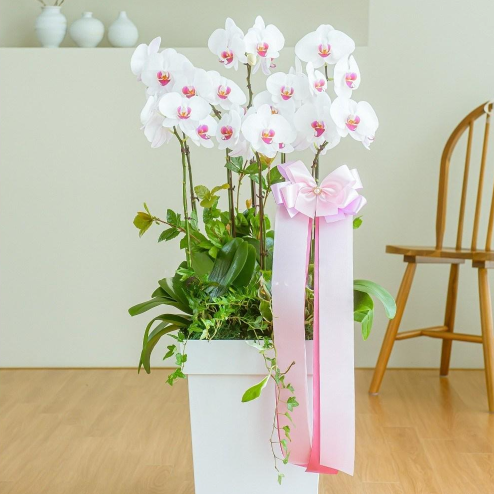 나눔플라워 전국 저가 서양란 취임 진급 승진 개업 승진란 개업란 진급란 축하 꽃배달서비스 당일꽃배달, 1개 130,000원