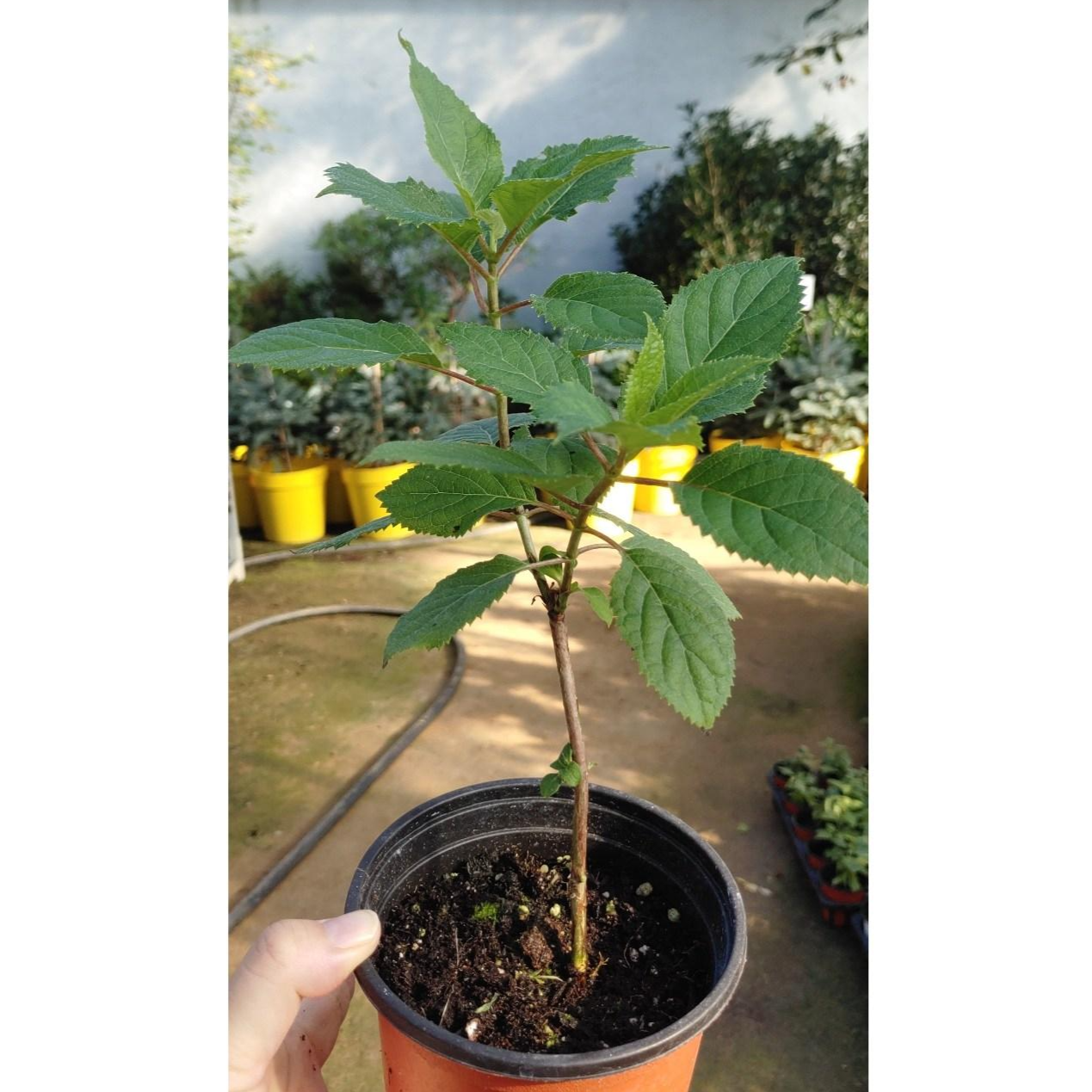 아나벨수국[ 스트롱아나벨 / 4치포트 ] 7,900원