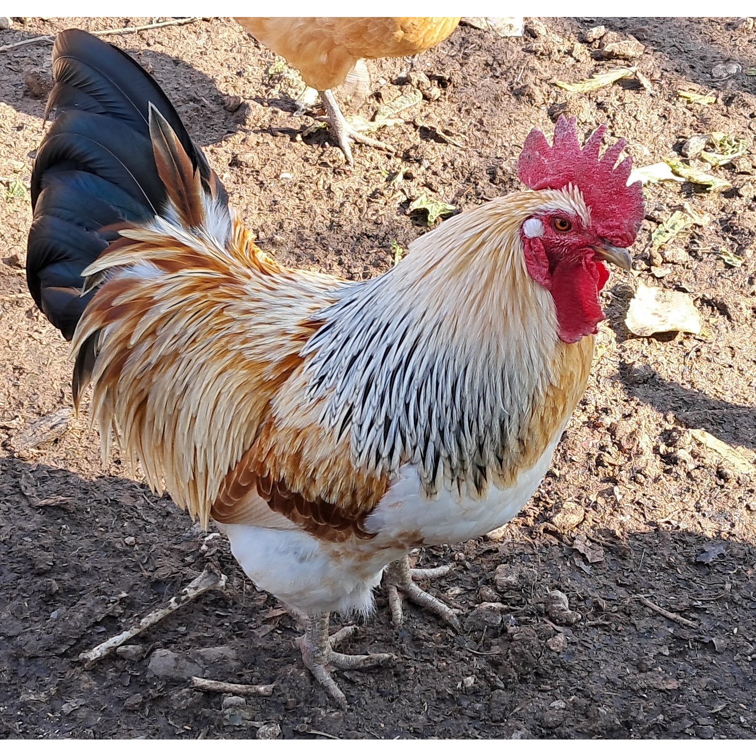 (부화용) 재래 토종닭 - 유정란 42,000원