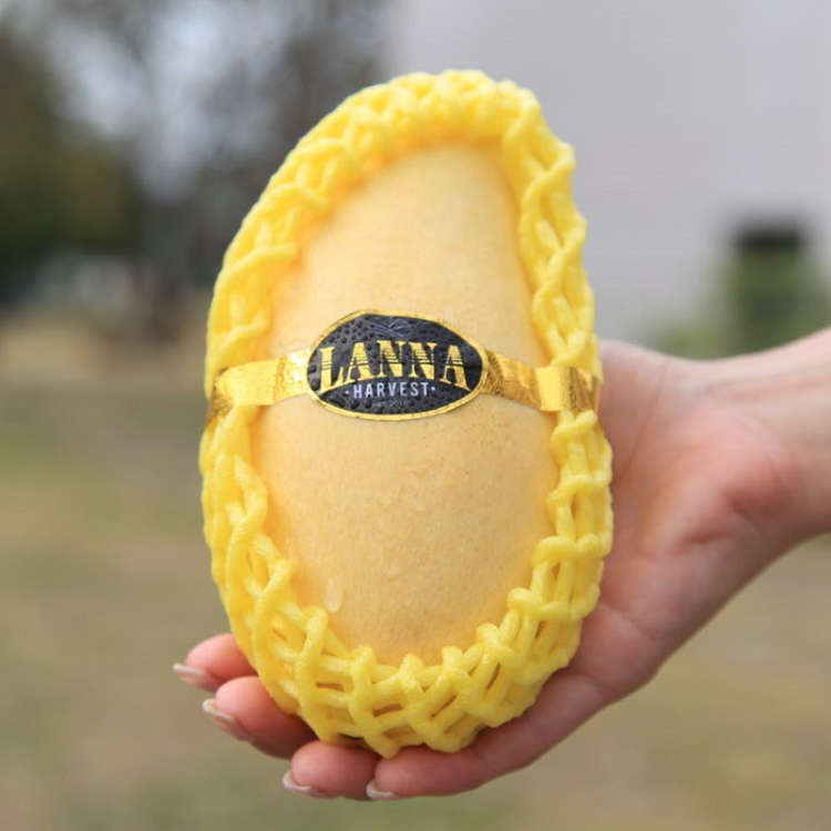 수입산 망고 초고당도 골드 망고 생과 생망고 골드망고, 1박스, 1kg(2~4과) 14,500원