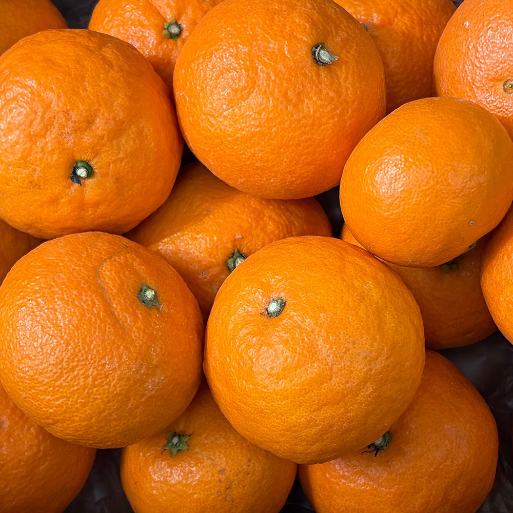 제주 카라향 10kg 정품 고당도 제철 만감류 산지직송, 1박스, 카라향정품(중과)10kg 48,500원