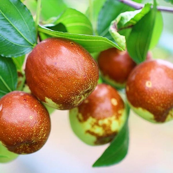 친구식물 대추나무 분묘 왕대추나무 묘목 37,900원