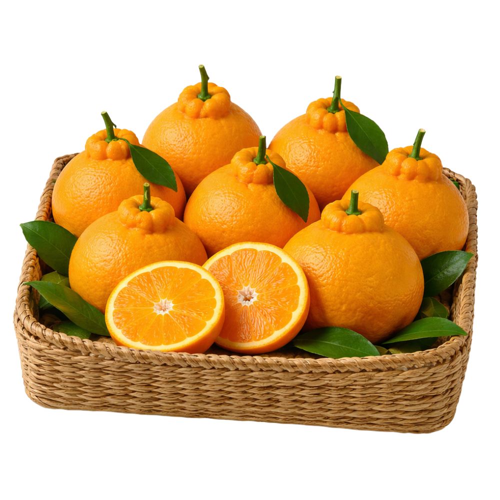 [2차선별특품] 초고당도 제주 한라봉 귤 산지직송 디아머스 55,270원