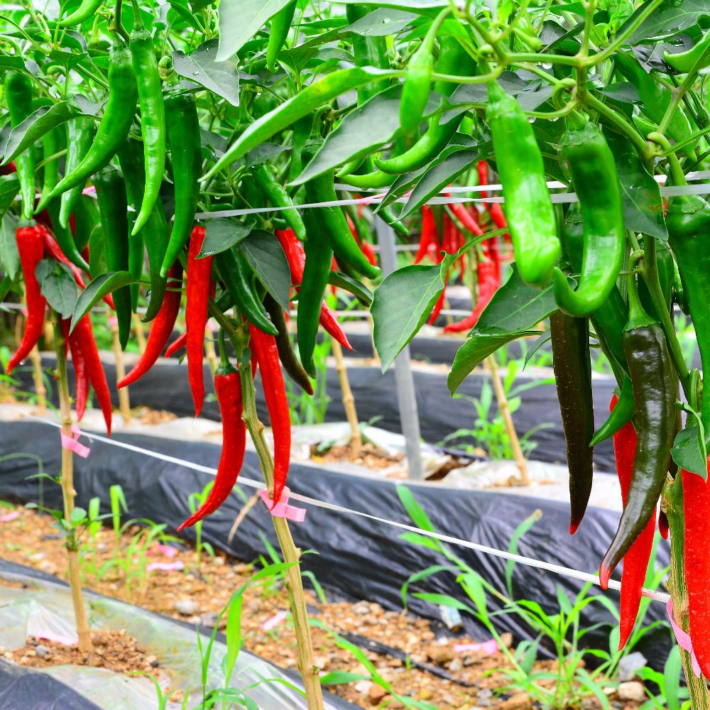 국내산 반홍 청양고추 홍고추 상품 매운고추 48,900원