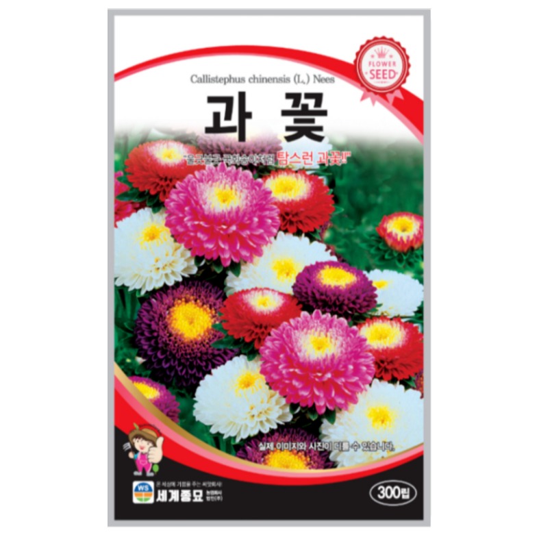 남흥원예사 과꽃 300립 원예 관상 조경 화단 용 꽃 씨 씨앗 종자 세계종묘, 1개 1,900원