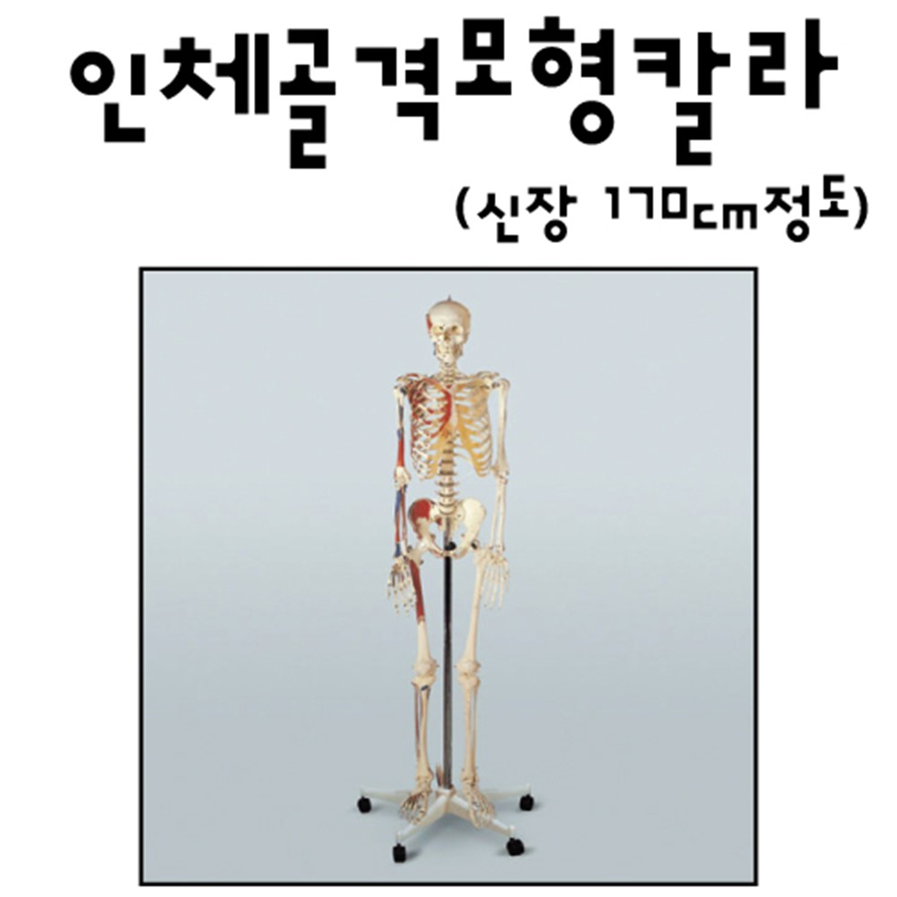 170cm 컬러 우리몸 전신 골격 해골 뼈 관절 인체모형 교구 보건용 보건 구조 교육용 과학실 424,300원