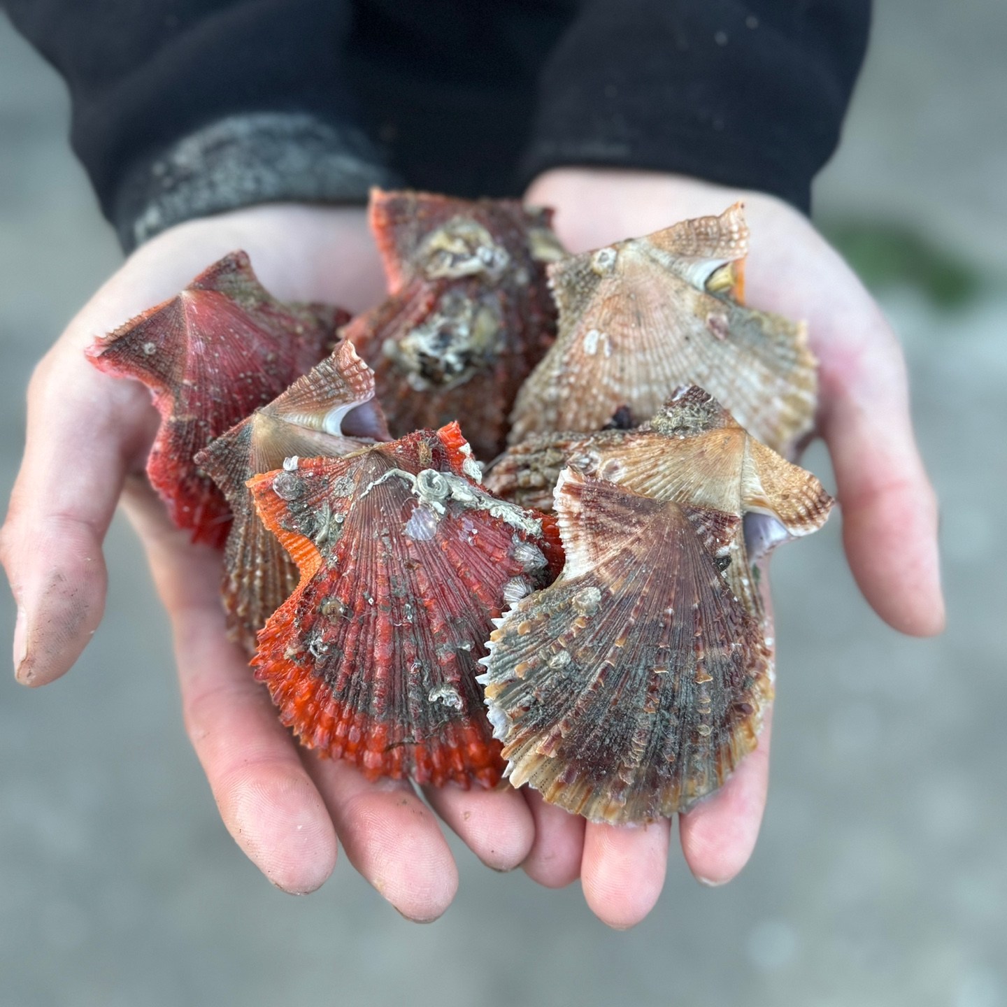 [동현이네수산]산지직송 비단가리비 주문즉시 당일배송출발 다음날도착 55,000원