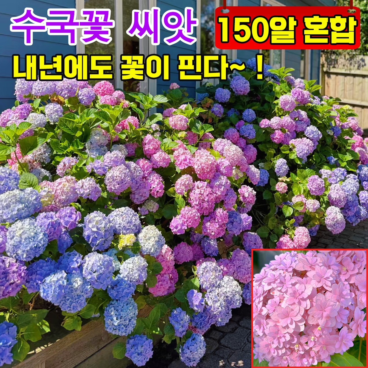 [사계절 개화] 50알/100알/300알 수국 모종 꽃씨앗 수국 생화 씨앗 정원 꾸미기 개화기간이 길다 10,800원