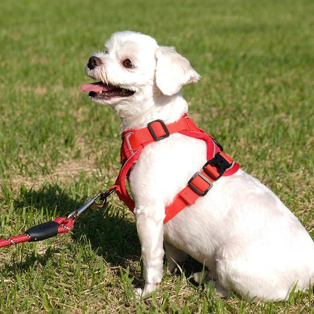 나마스펫 아웃도어 강아지 하네스 리드줄 세트, 레드, 1세트 12,800원