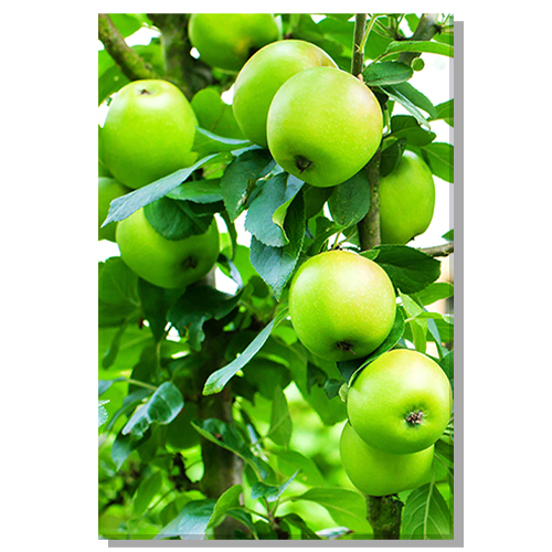 부자되는 풍수액자 사과나무그림 사과나무 액자 생기그림 135,500원