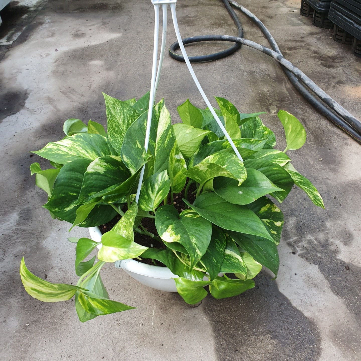 골드마블스킨답서스 걸이 공기정화식물 공중식물 대형 129, 단일상품, 1개 12,900원