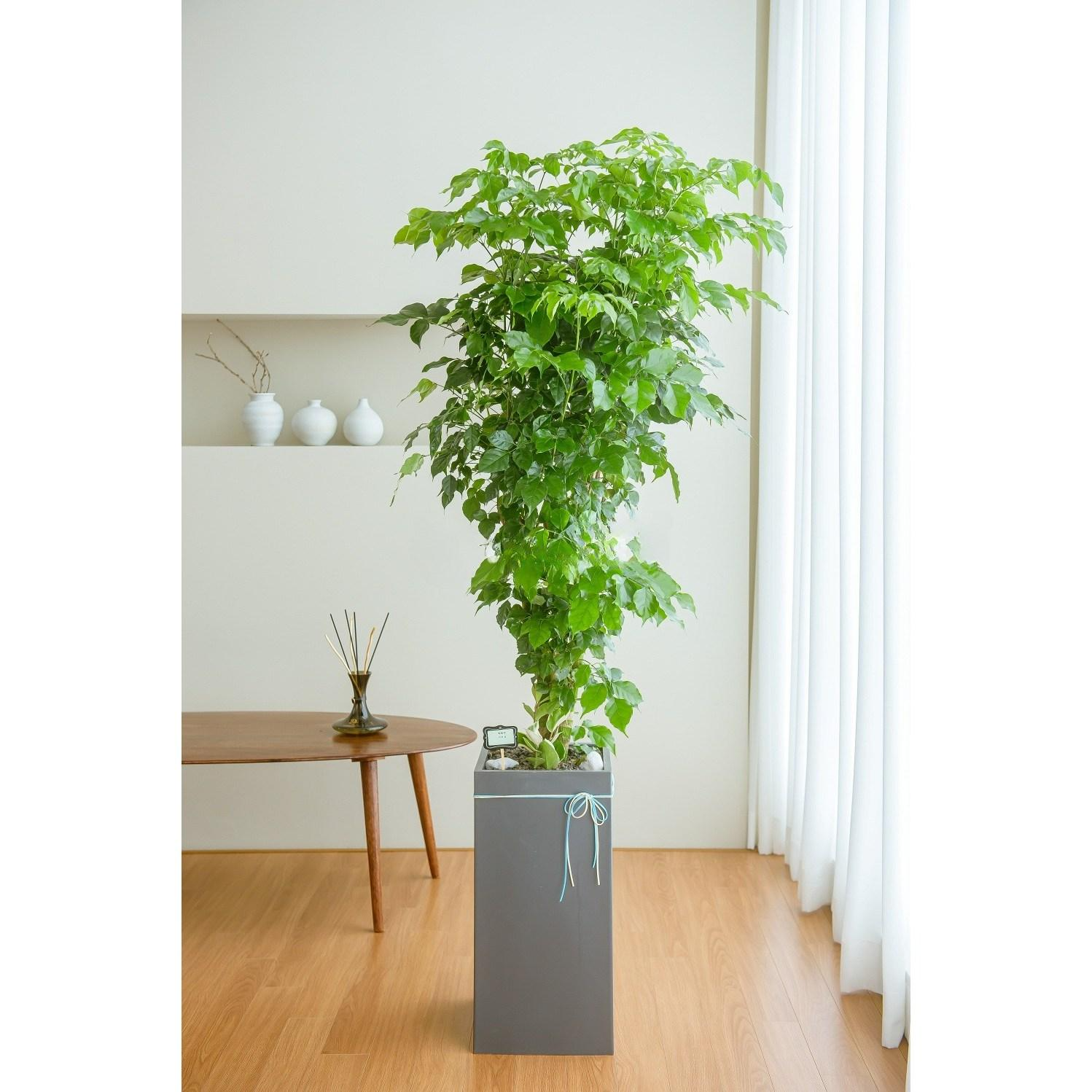 나눔플라워 전국 관엽식물 금전수 스투키 해피트리 행운목 극락조 고무나무 개업축하 실내공기정화 사무실식물 나무배달서비스, 녹보수03, 1개 103,000원