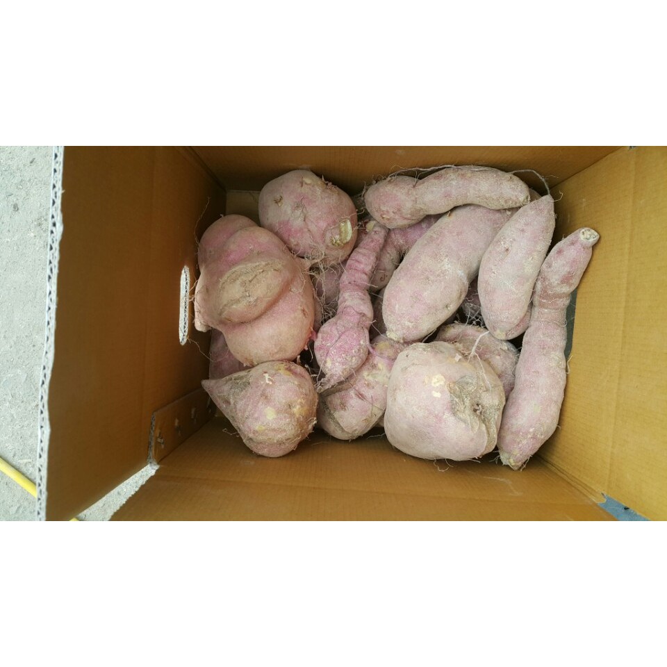 조은해남 꿀밤고구마,호박고구마, 10kg 못난이 (꿀,호박 랜덤발송), 1개 16,900원