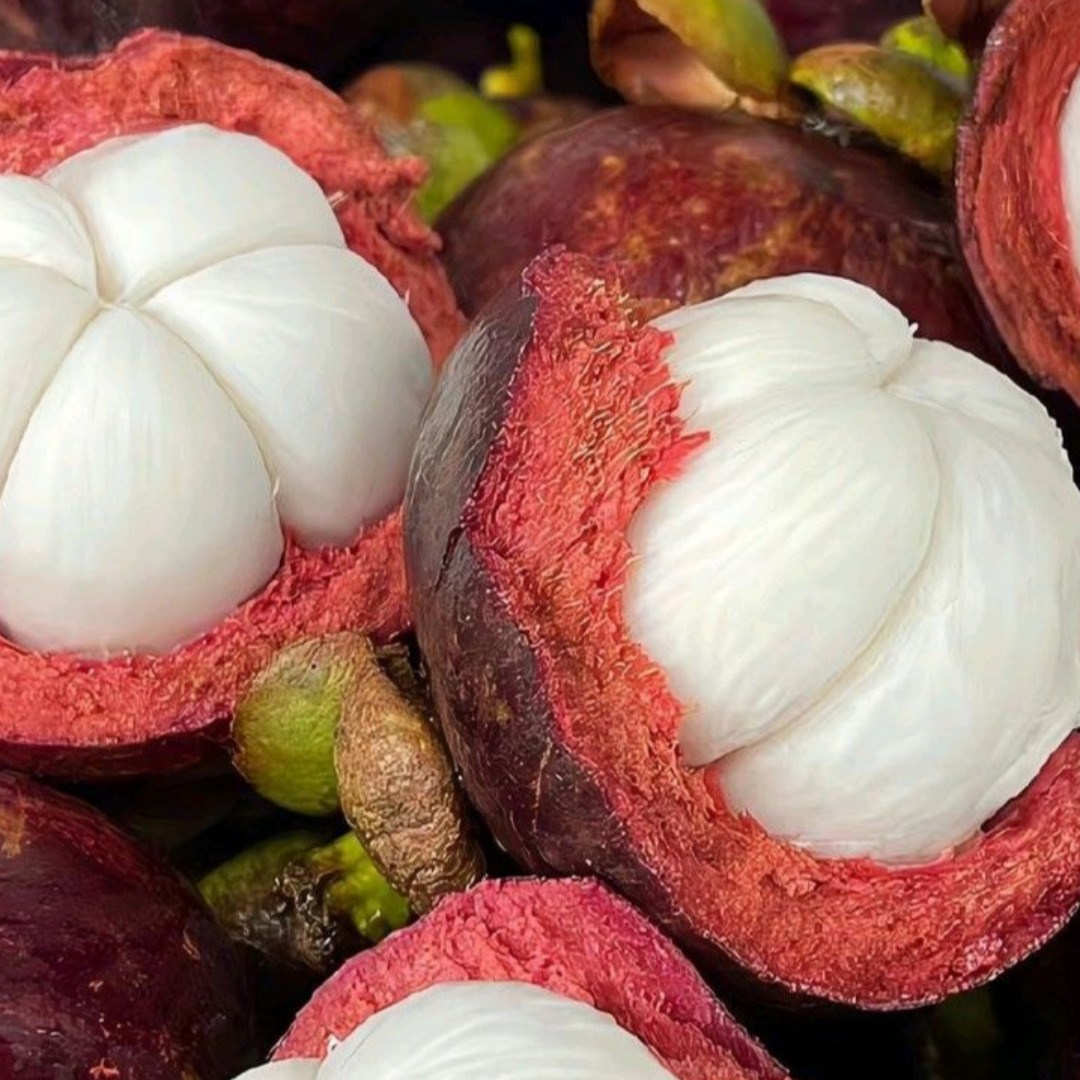 [한정특가] 고당도 태국직송 생 망고스틴 87,500원