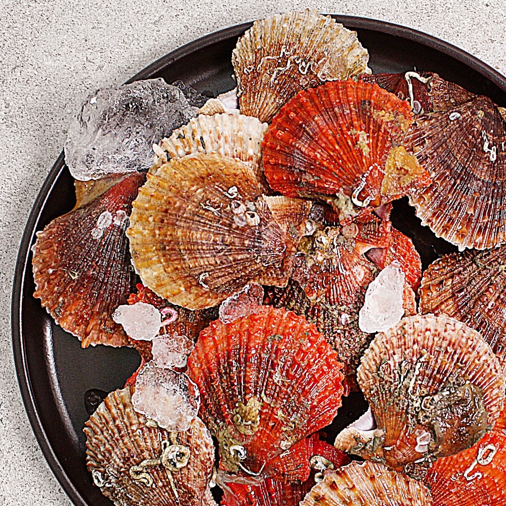 통영 세척 비단 홍가리비, 1개, 비단가리비3kg 29,700원