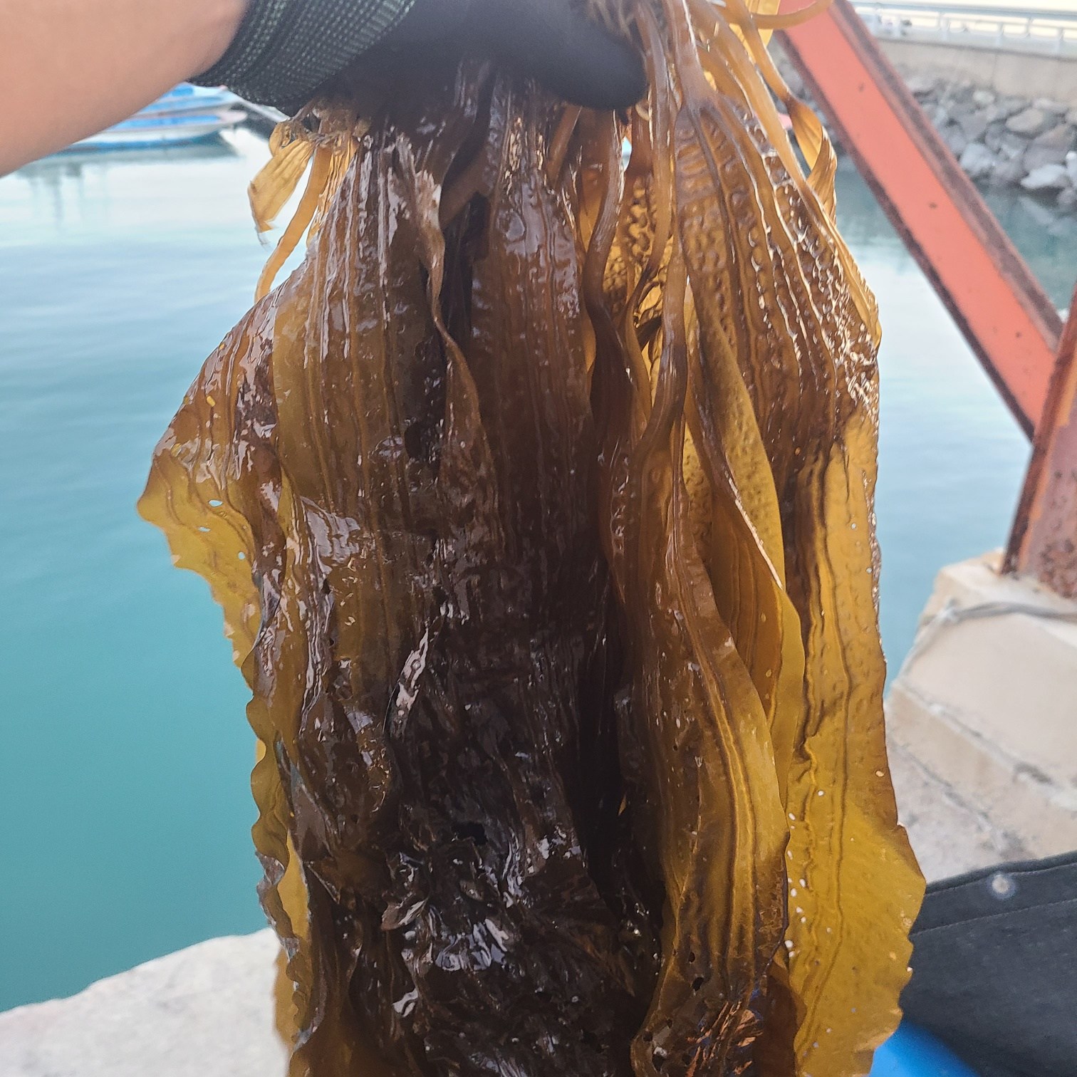 초록수산 완도산 생곰피미역 쇠미역 2kg, 생곰피미역 4kg, 1개 16,900원