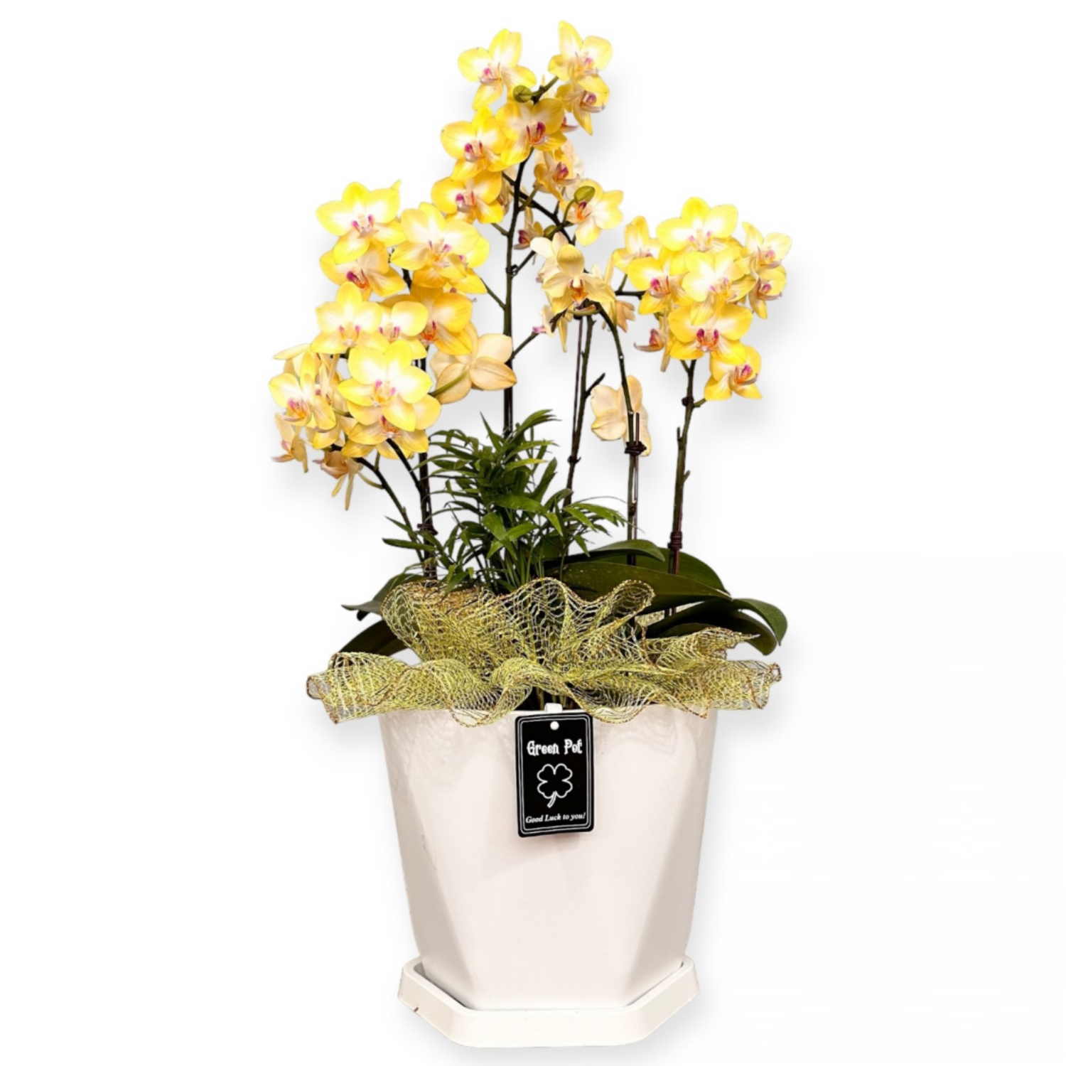 세종서양난 호접난 만천홍 전국당일배송 승진 영전 개업 난화분 선물  소형 중형 대형 탁상용 65,000원