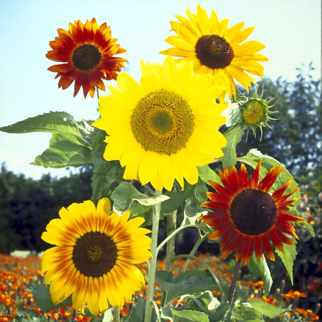 미니해바라기 디스틴토 씨앗 소포장 대포장 선택, 1개 33,000원