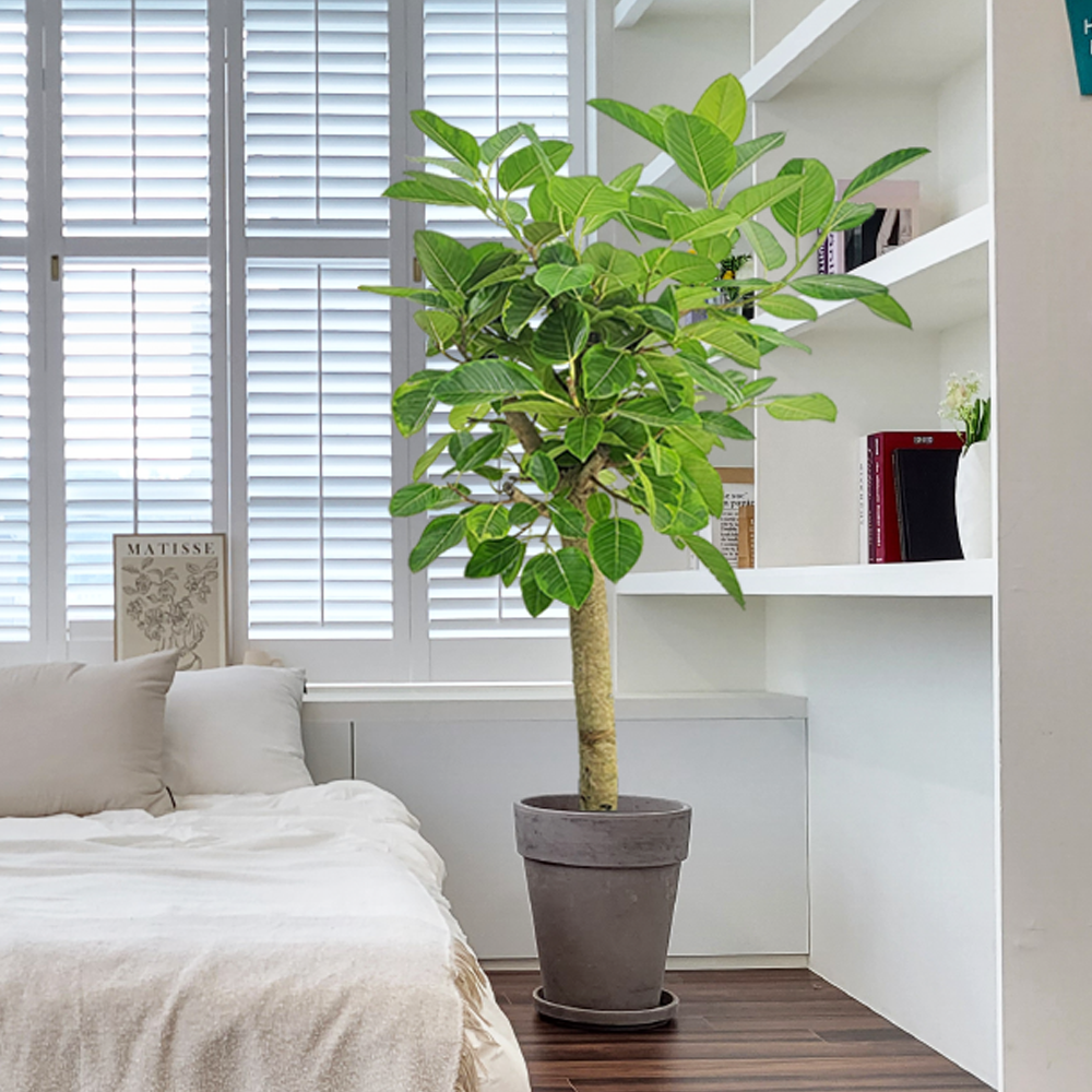 농원청년 바솔트토분 인테리어식물 거실화분 실내화초 개업식화분 개업화분 공기정화식물 승진화분 영전화분 사무실 카페 매장 공간 인테리어화분 스투키 쉐프렐라 홍콩야자 극락조 239,000원