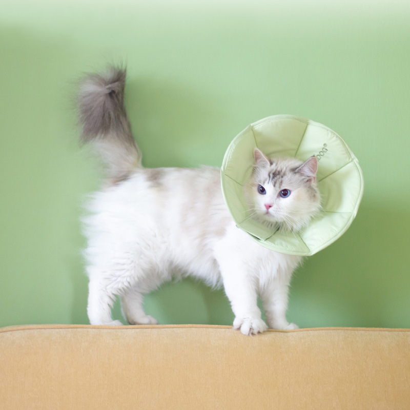 모즈펫 마카롱 반려동물 넥카라 중성화 수술 핥기 방지, 그린, 1개 18,300원