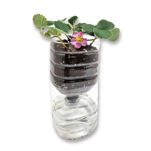 분홍꽃 딸기 키우기(자동급수장치, 모종 포함))/과학실험/학습 12,000원