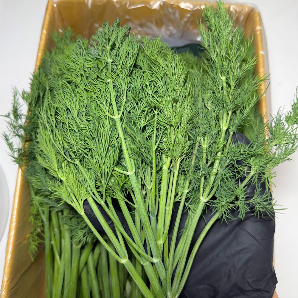 농진사 딜 허브 생잎 국내산 특품, 1kg, 1개 12,900원