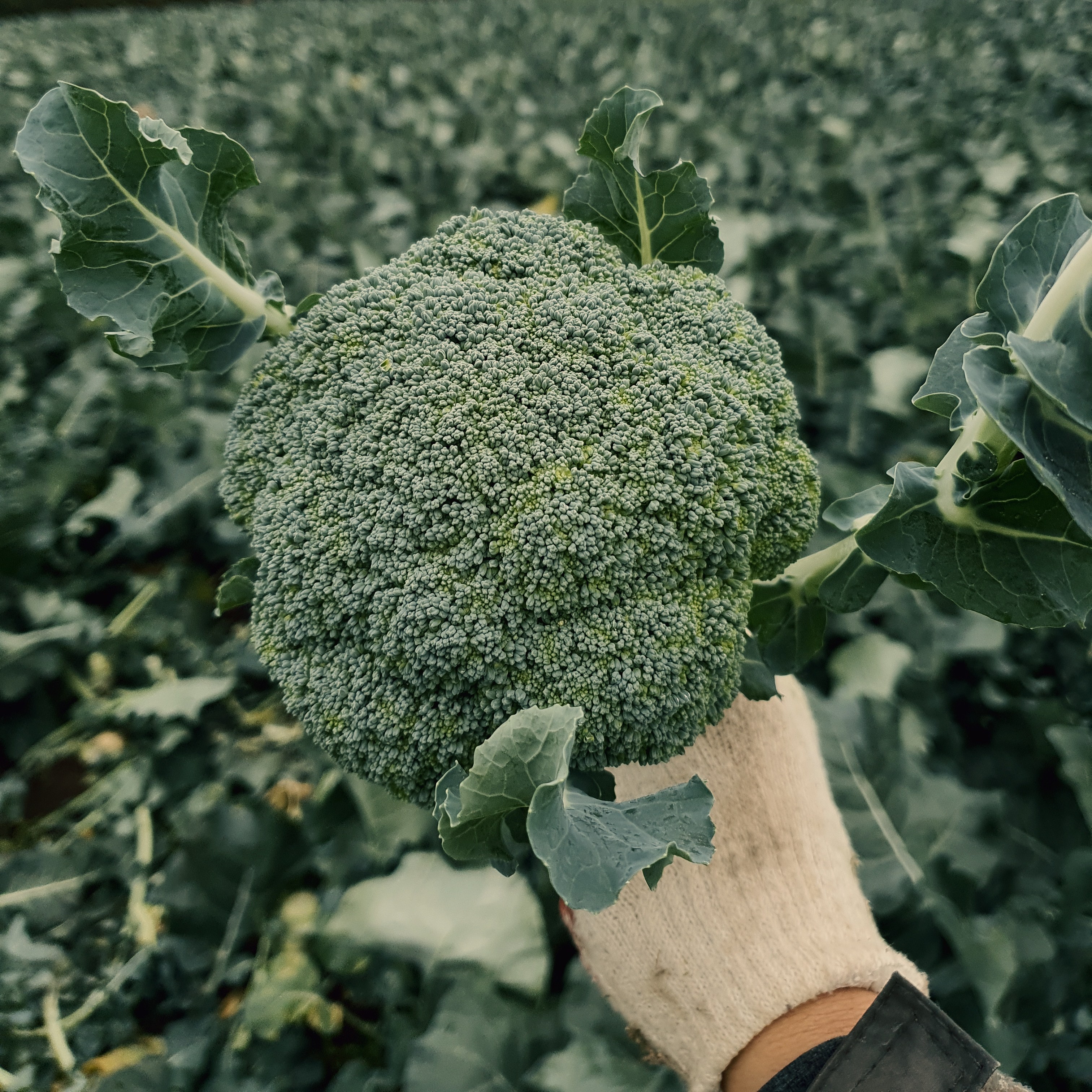 토브농장 제주산 첫수확 브로콜리 산지직송, 1개 42,900원