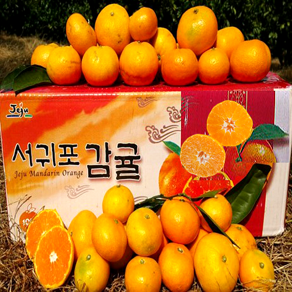 [황금농원]서귀포 고당도 비가림 하우스 귤 첫출하, 현재가 20,320원