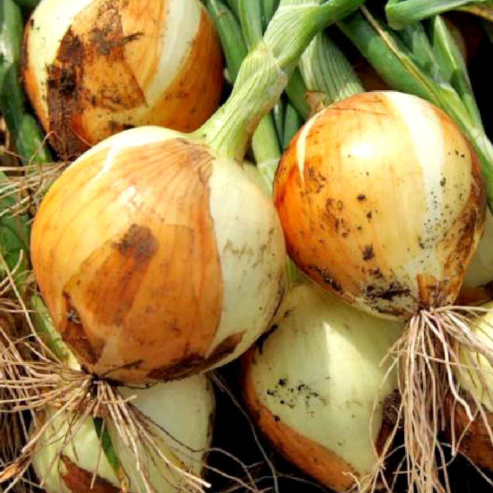 대아프레시 야채 아저씨네 국내산 26년 조생 햇양파 중소 대중 특대, 1박스, 양파 대중10kg 17,400원