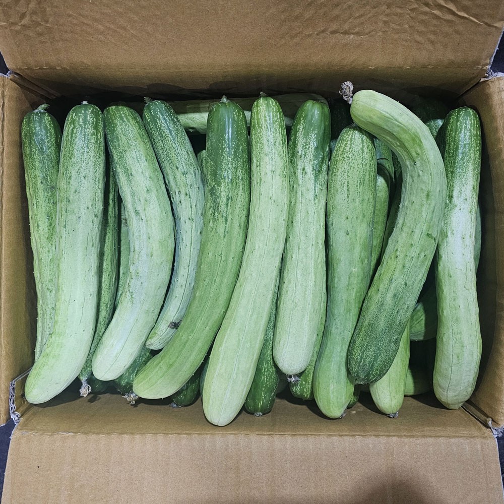 클릭마켓 못난이 백오이 백 다다기 오이 오이지 10kg, 1 25,800원