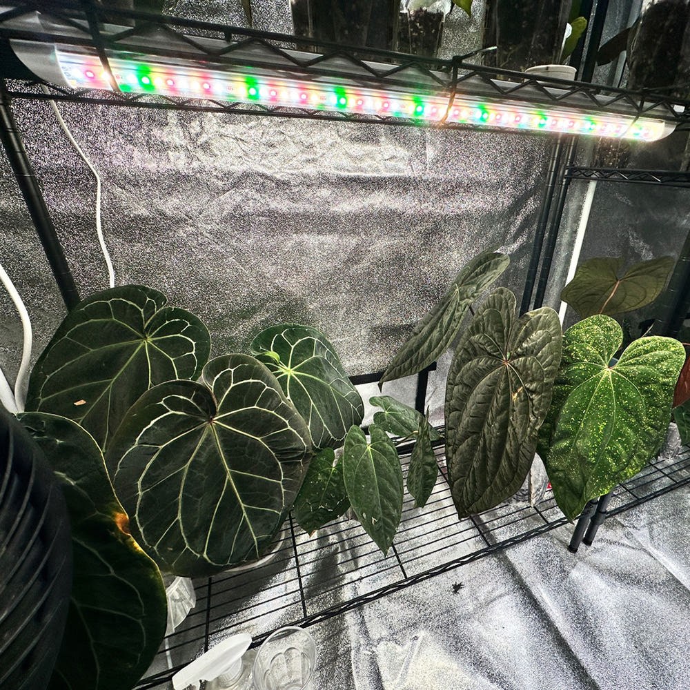 풀나옴 LED 식물등 60cm 20W 집중형 조명 25,500원