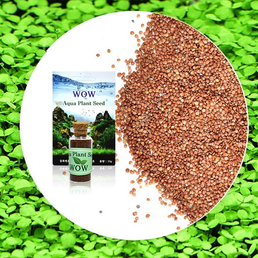 씨앗수초 발아씨앗-낮게 퍼지는 어항식물 키우기/헬로아쿠아 7,000원