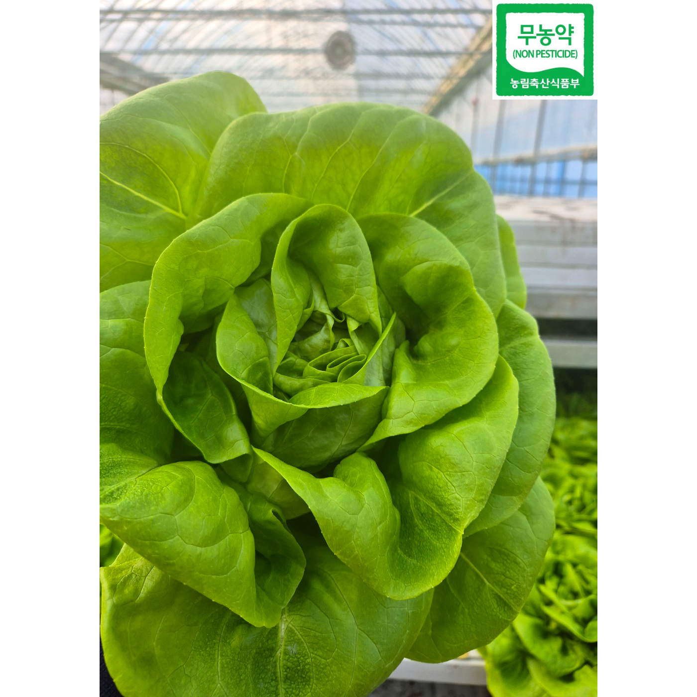 특 1키로7400. 2kg13000 버터헤드단품 유러피안 상추 신선 쌈채소 산지직송 바오팜, 2kg, 1박스 13,500원