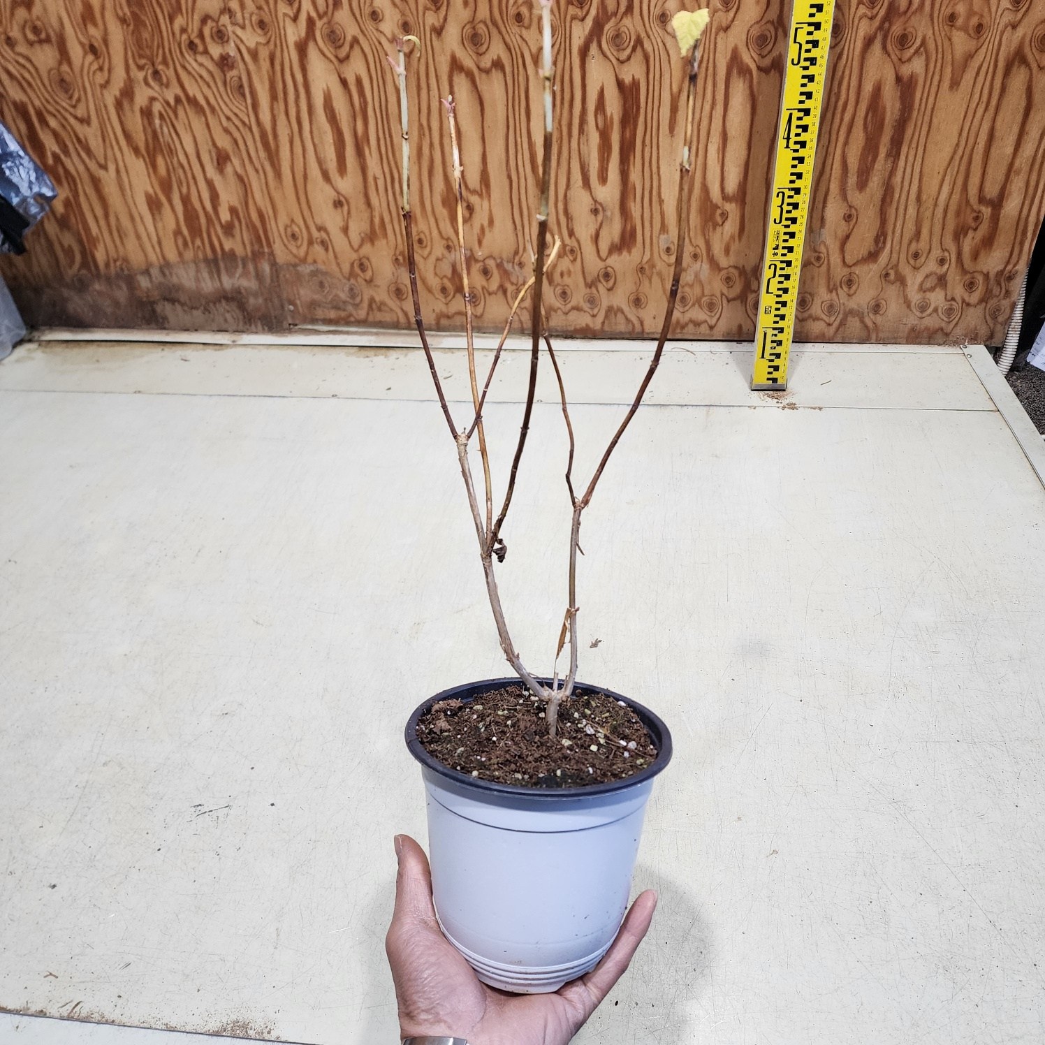 아나벨수국 스트롱아나벨 6치포트 개화주 묘목 나무 서산조경마켓 10,000원