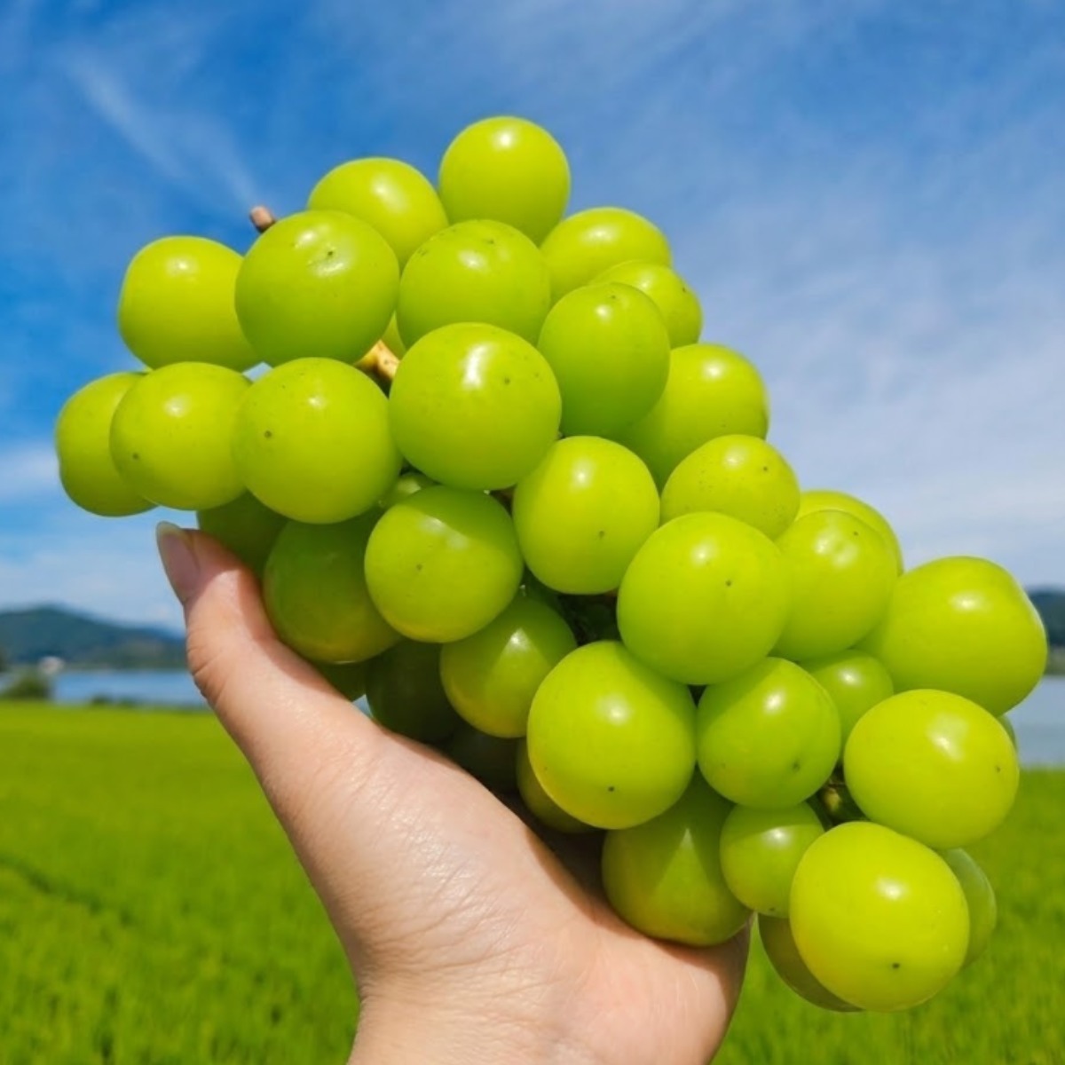 (봄이네 농원) 프리미엄 고당도 영천 샤인머스켓, 1개, 4kg (4~5수) 50,500원