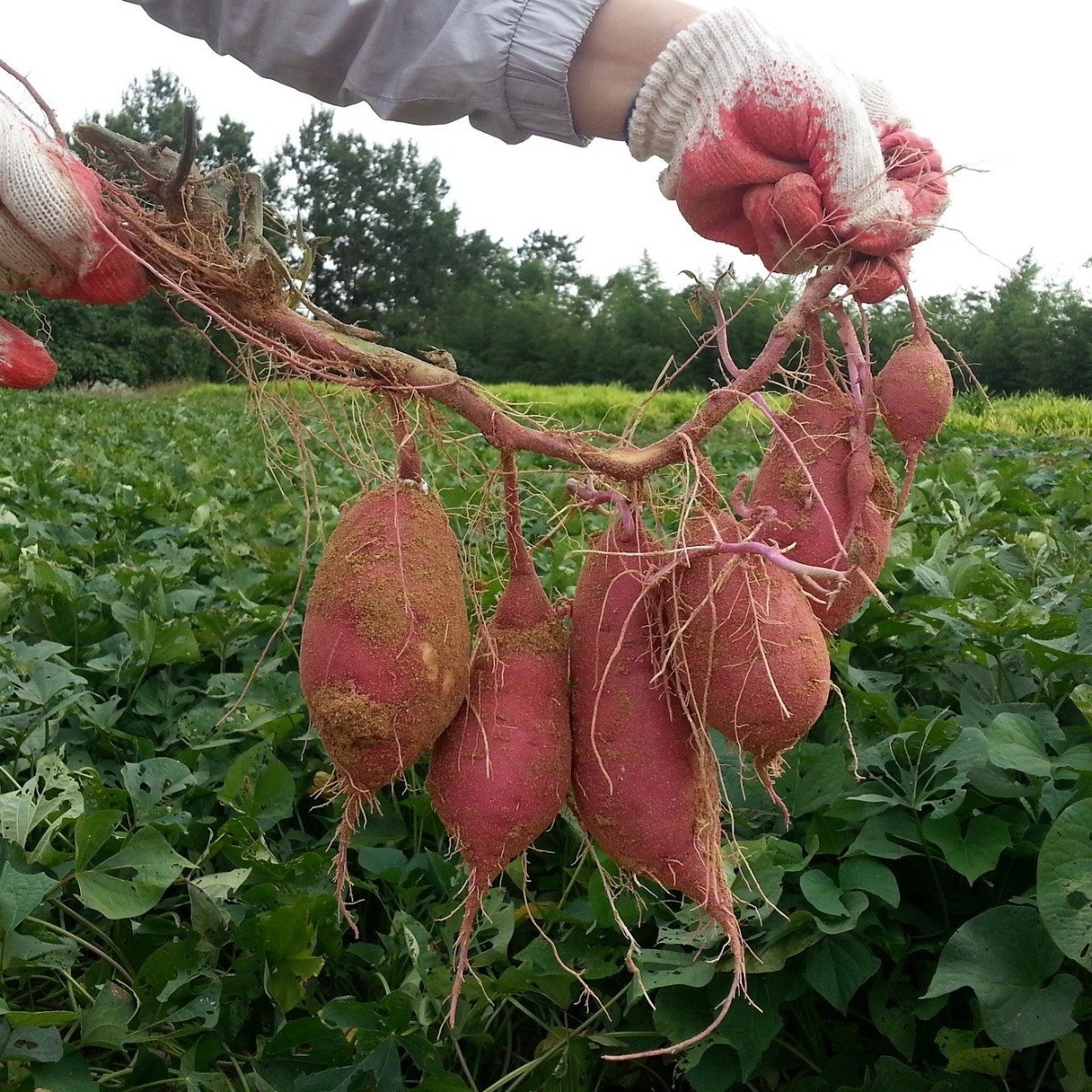 2025년 꿀고구마)) 신선하고 맛있는 베니하루카 꿀고구마 한입 3kg, 5kg, 10kg, 1개, 5kg 13,900원