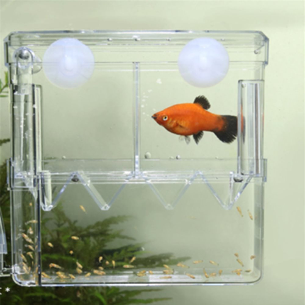 구피 부화통 2칸 작은사이즈 격리 차단 수족관 치어은신처 공간 분할 투명 사료투입구 6,700원