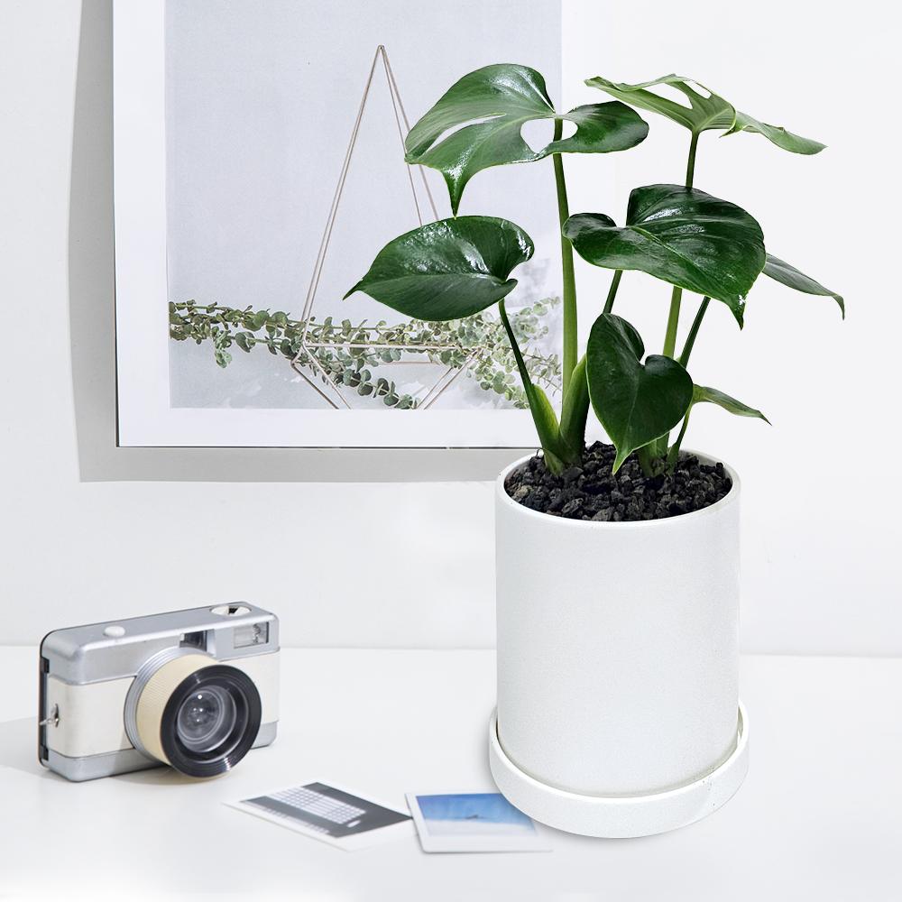 개업선물 BEST 1위 : 미니 몬스테라 i-0524 (전국당일배송) 인테리어 식물 축하 집들이 개원, 1개 54,200원