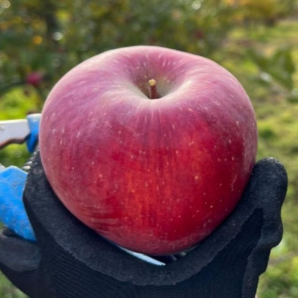 [오늘초특가] 강원도 양구사과 펀치볼 고당도 부사 최고급 119,000원